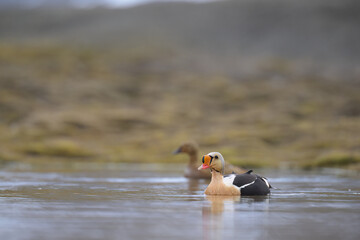 Male King Eider (Somateria spectabilis)