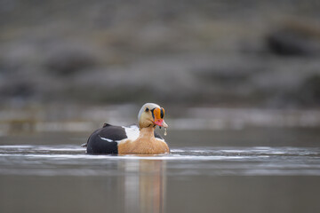Male King Eider (Somateria spectabilis)