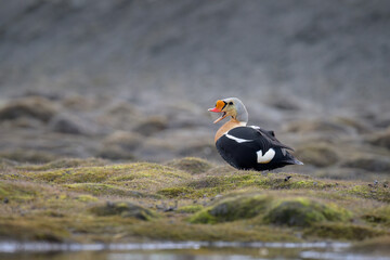 Male King Eider (Somateria spectabilis)