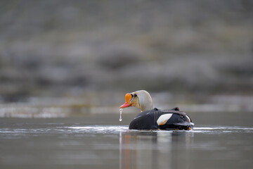 Male King Eider (Somateria spectabilis)