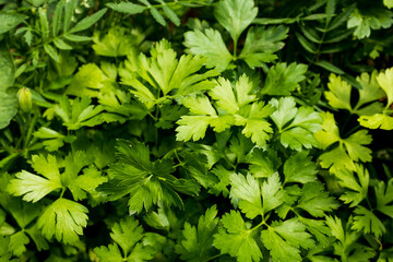 Fresh Flat-Leaf Parsley Foliage – Bright Green Culinary Herb Growing in Garden, Close-Up View of...