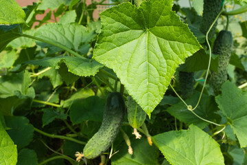 Fresh Cucumbers Growing on Vine – Green Cucumber Plant with Large Leaves and Yellow Flowers for publication, poster, calendar, post, screensaver, wallpaper, cover, website. High quality photography
