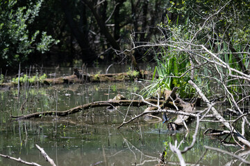 Bird perched on a branch near still water surrounded by lush vegetation in a tranquil natural...