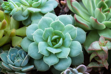 Close-Up of Succulent Plants in a Garden Pot. The mix of succulent for publication, poster, screensaver, wallpaper, banner, cover, post. High quality photography