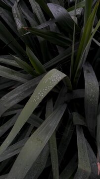 Rain drops on the leaves