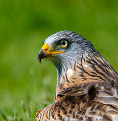 Red Kite