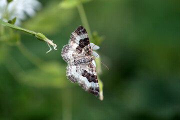 Wood carpet, Epirrhoe rivata