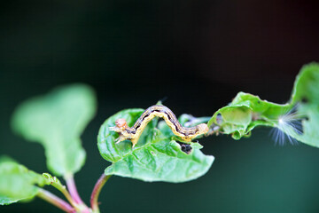 Caterpillar of a mottled umber, Erannis defoliaria