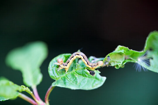 Caterpillar of a mottled umber, Erannis defoliaria