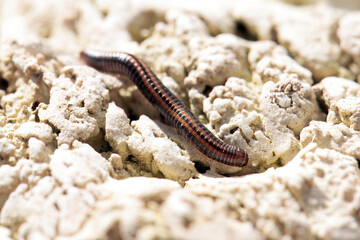 Striped millipede, Ommatoiulus sabulosus