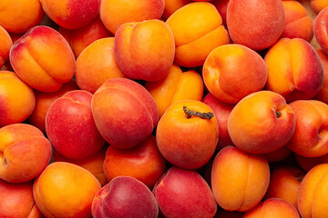 Ripe fresh  fruits of apricot in a market,  food background. Selective focus.