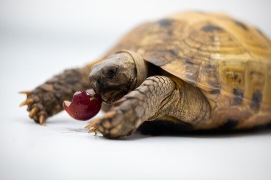 Horsfield tortoise diet eating fruit salad