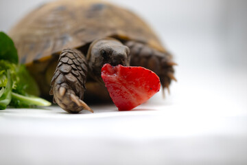 Horsfield tortoise diet eating fruit salad