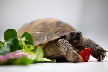 Horsfield tortoise diet eating fruit salad