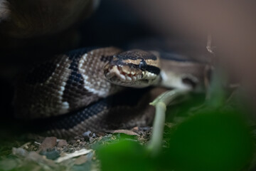 Royal Ball Python close up