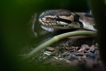Royal Ball Python close up