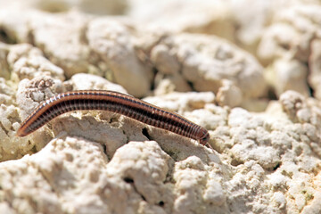 Striped millipede, Ommatoiulus sabulosus