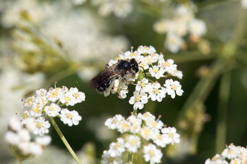 Wild bee of the species Andrena proxima