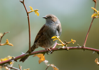 Dunnock sitting on a branch