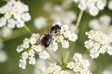 Wild bee of the species Andrena proxima