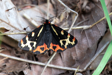 Wood tiger, Arctia plantaginis