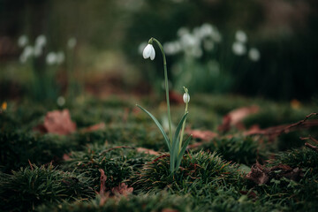 Snowdrop flower green grass plant