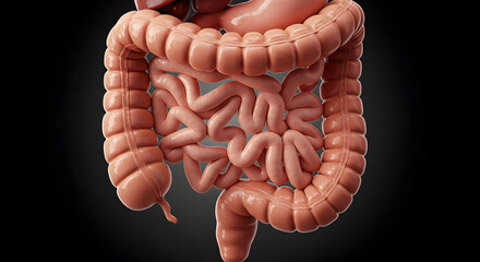 Human Large Intestine: Anatomy, Function, and Digestion