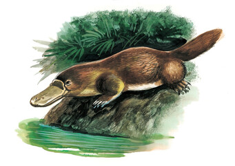 Platypus diving into river by green vegetation