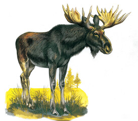Majestic Moose Standing in a Meadow with Large Antlers