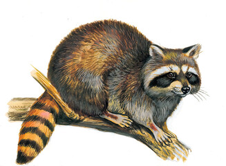 Raccoon resting on a branch with a white background