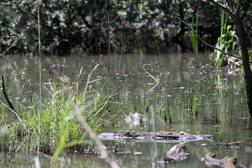 Bird perched on a branch near still water surrounded by lush vegetation in a tranquil natural setting