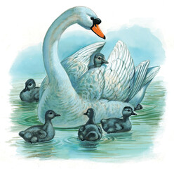 Protective swan mother and cygnets swimming in lake
