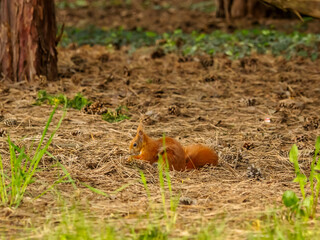 Adorable Squirrel Exploring a Leaf-Littered Forest Floor Surrounded by Verdant Nature