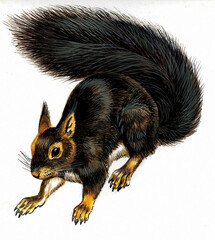 Dark squirrel walking with fluffy tail, watercolor illustration