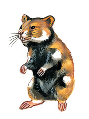 Hamster standing on hind legs, watercolor painting