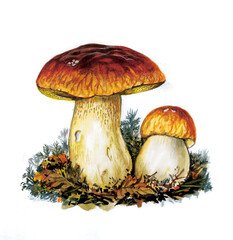 Two penny bun mushrooms growing in undergrowth