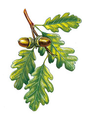 Oak Branch with Acorns and Green Leaves Illustration
