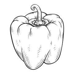 paprika line art drawing illustration