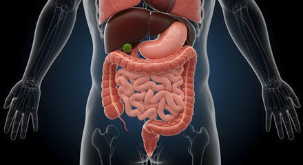 Human Large Intestine: Anatomy, Function, and Digestion
