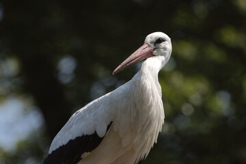 Storch (White Stork, Ciconia ciconia)