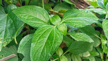 a wild plant called (Synedrella nodiflora) or called jotang kuda or legetang.