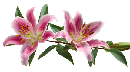 Naklejka premium Two stems of pink lily flowers with green leaves, isolated on a clean white background,