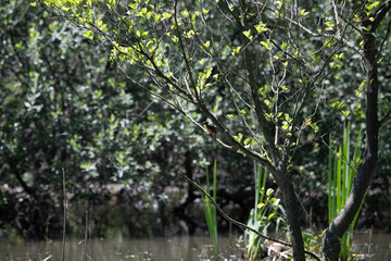Bird perched on a branch near still water surrounded by lush vegetation in a tranquil natural setting