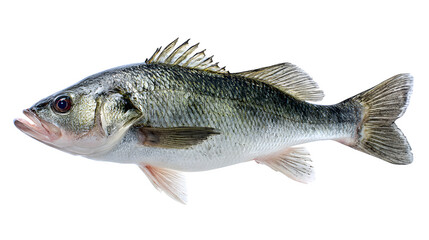 Whole raw European sea bass fish (side view), isolated on a clean white background,