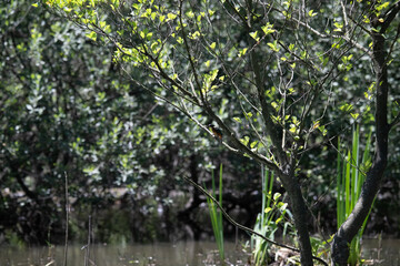 Bird perched on a branch near still water surrounded by lush vegetation in a tranquil natural setting