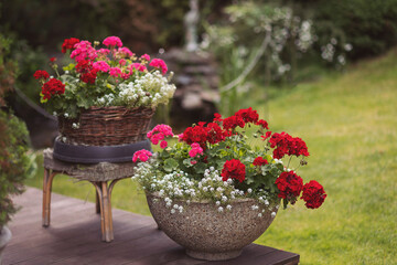 Geraniums and alyssum bloom in pots on a sunny afternoon in a garden next to an old stone wall that...
