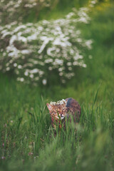 A feline fairytale where tabby struts through emerald blades, crowned with blossoms, as the day unfolds in a sun-kissed meadow during mid-spring in Tuscany