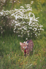 A tabby cat with flowers on her head ambles through long grass near a blooming tree on a bright spring afternoon