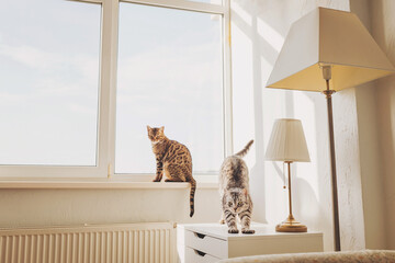 Fototapeta na wymiar Morning stretch routine as two felines awaken to the sunlight streaming through the East-facing window of a comfortable home