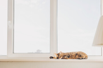 Sun-drenched siesta a Bengal lounges luxuriously on a pristine windowsill, bathed in the soft glow...